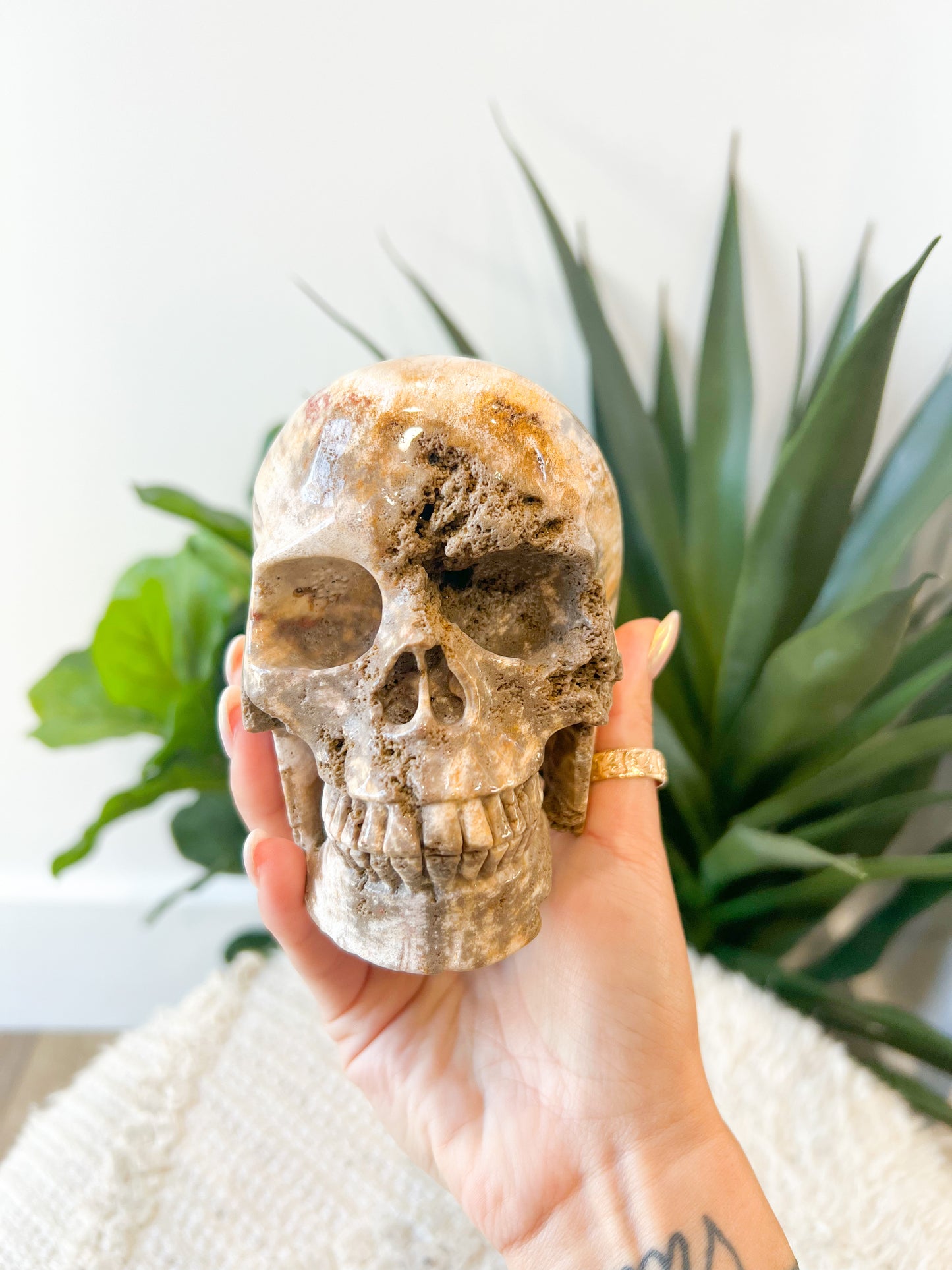 265 Petrified Wood Skull